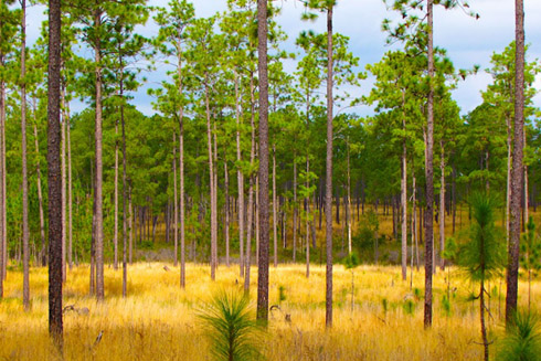 Forestry consulting North Florida South Georgia